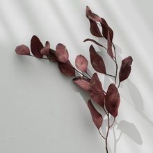 유칼립투스 낙엽색